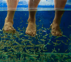 actividad fish spa